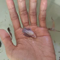 فایتر ماده تکی و عمده همه رنگ|ماهی|شیراز, بالا کفت|دیوار