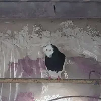 طوقی نر|پرنده|فردیس, قریشی|دیوار