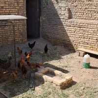 مرغ خروس رسمی|حیوانات مزرعه|ورامین, قويينک زهری|دیوار