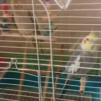 عروس هلندی سخنگو