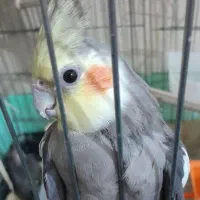 عروس هلندی