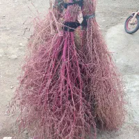 جارو برای فروش