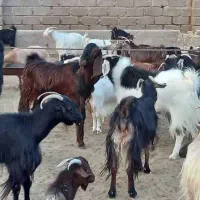 گوسفند زنده