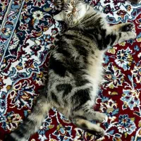 گربه میکس اسکاتیش پرشین|گربه|خوی, |دیوار