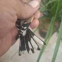 ماده سهره داغسر رسمی 3پردم سفید|پرنده|تهران, شهر زیبا|دیوار