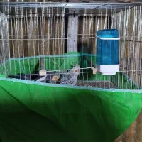 دوجفت نرماده تازه آماده