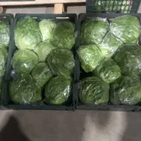 پخش عمده و مستقیم تره‌بار میوه سبزیجات باقالی ذرت|عمده‌فروشی|تهران, میدان میوه و تره‌بار مرکزی|دیوار