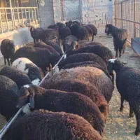 فروش ۴۰ راس بره محلی سام نژاد بومی دماوند|حیوانات مزرعه|دماوند, دماوند|دیوار