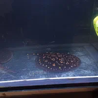 آکواریوم مخصوص خاص پسندان|ماهی|کرمان, |دیوار