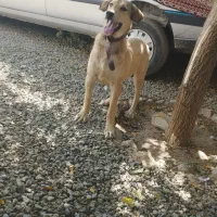 سلام توله ماده6ماحه پژدرتوله تبر قهرمان وحیدعباسی|سگ|همدان, |دیوار