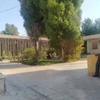 بریدن انواع درختان ایستاده|خدمات باغبانی و درختکاری|هندیجان, |دیوار