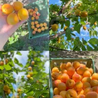 راه نجات بی آبی باکودارگانیک فروش واعطای نمایندگی|خدمات باغبانی و درختکاری|تهران, میدان میوه و تره‌بار مرکزی|دیوار