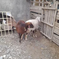 سلام دوعددگوسفند خورد وخوراک خوب|حیوانات مزرعه|فاضل آباد, |دیوار