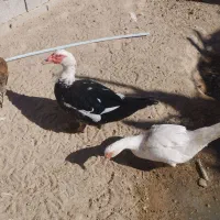 اردک خارجی بوقلمون مرغ قوقاز