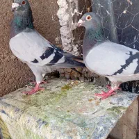 پلاکی نر ماده