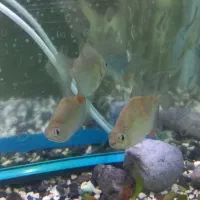 ماهی دالر|ماهی|خرم‌آباد, |دیوار