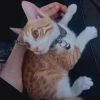 پیشی نارنجی|گربه|آستانه اشرفیه, |دیوار