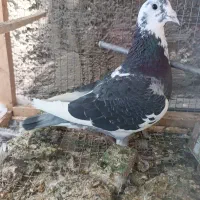 کفتر