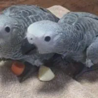 واگزاری|لوازم جانبی حیوانات|بختگان, |دیوار