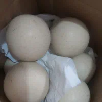 شهاب سنگ سنگاسیاب