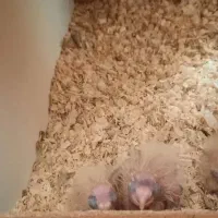 عروس هلندی مولد|پرنده|کرج, فاز ۵ مهرشهر|دیوار