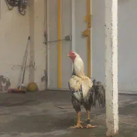 خروس لاری صابونی