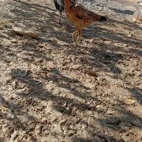 تخم مرغ نطفه دار لاری|حیوانات مزرعه|کرج, پیشاهنگی|دیوار