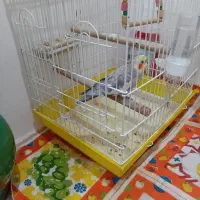 عروس هلندی پیدا شده