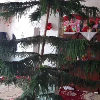 دوتاگل یکی مطبخ ویکی بنجامین هرکدام چهارمیلیون|گل و گیاه طبیعی|میاندوآب, |دیوار