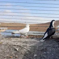 سلام کبوتر|پرنده|زاوه, |دیوار