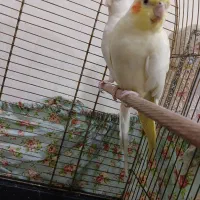 عروس هلندی بالغ|پرنده|نسیمشهر, |دیوار