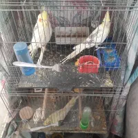 عروس هلندی مولد و نرو ماده|پرنده|قدس, شهر‌قدس|دیوار