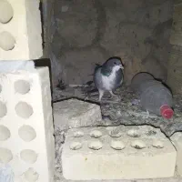 دمگیر سیاه پشت طوقی