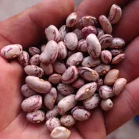 لوبیا چیتی محصول امسال