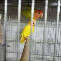 طوطی برزیلی مولد نژاد اوپال اورنج فیس|پرنده|تهران, نازیآباد|دیوار