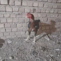 اردک وخروس لاری