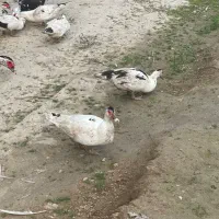 فروش اردک اسراییلی|حیوانات مزرعه|چالوس, |دیوار