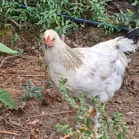 مرغ و خروس