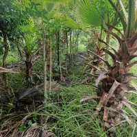 برگ نو (پایه پیوند)|خدمات باغبانی و درختکاری|چابکسر, |دیوار