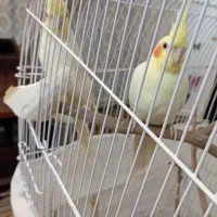 عروس هلندی|پرنده|چناران, |دیوار