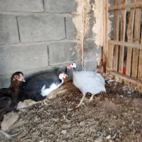 مرغ شاخدار فروشی|حیوانات مزرعه|میناب, |دیوار