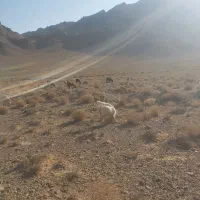 بز و کهره میش بره
