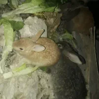 خرگوش|موش و خرگوش|رامهرمز, |دیوار