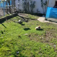 خرگوش لپ اصیل، نر