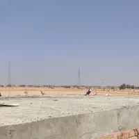 ساده زرد|پرنده|زابل, |دیوار
