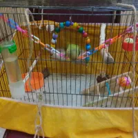 جوجه طوطی برزیلی اوپال با وسایل