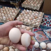 تخم|حیوانات مزرعه|خاش, |دیوار