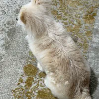 سگ نر|سگ|بندرعباس, |دیوار