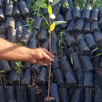 نهال اکالیپتوس