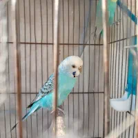 مرغ عشق مولد|پرنده|کرج, فاز ۲ مهرشهر|دیوار